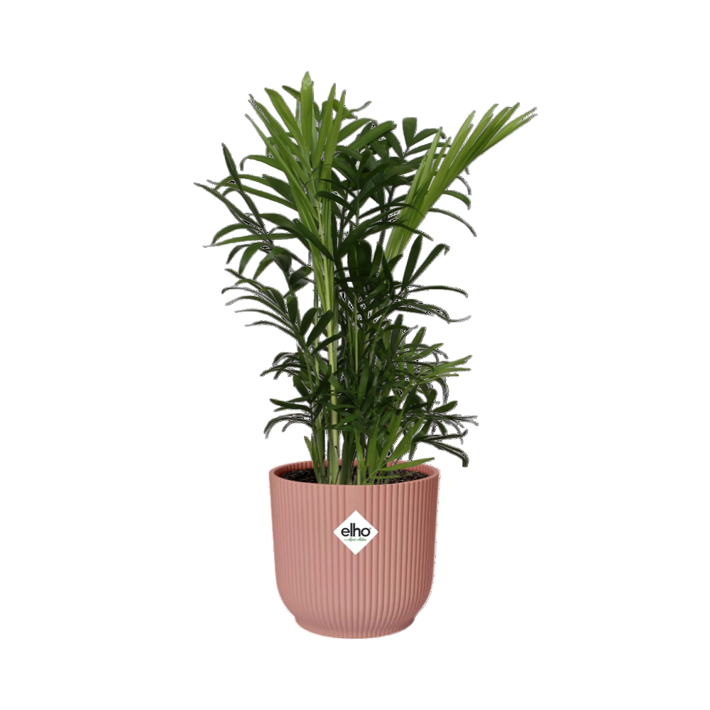 Chamaedorea Elegans + Decorative Pot