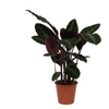 Calathea ‘Warscewiczii’ – Extra Groß
