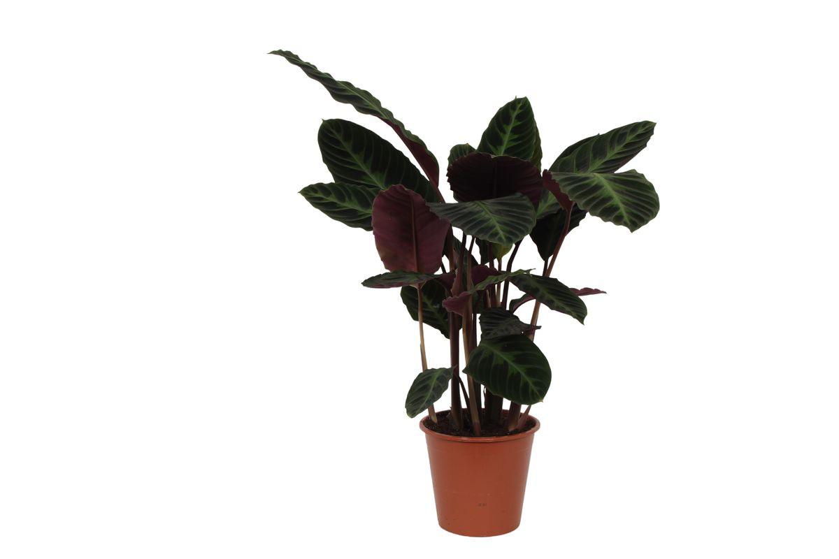 Calathea 'Warscewiczii' - X-Large