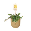 Peperomia ‘Hope’ + Decorative Pot
