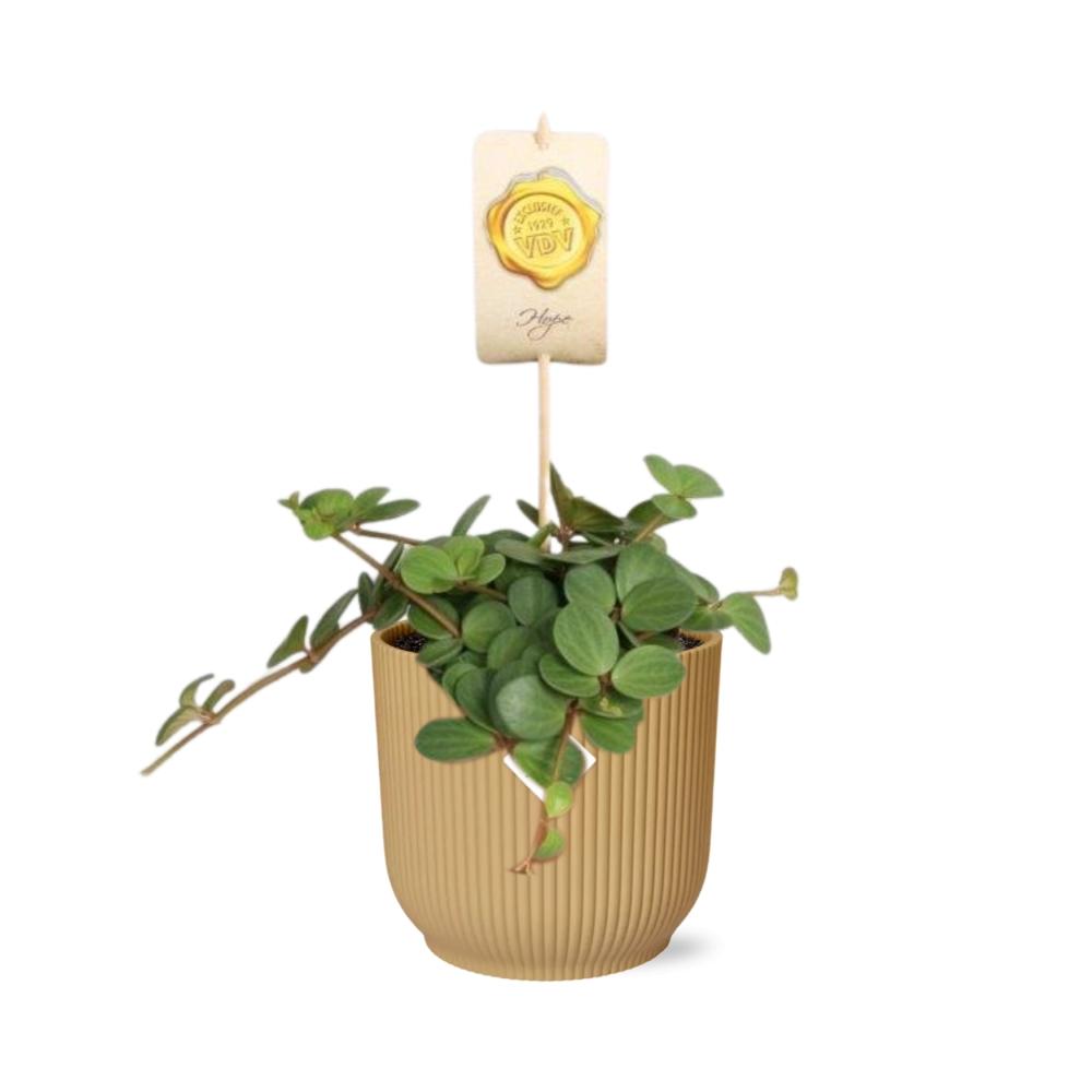 Peperomia ‘Hope’ + Decorative Pot