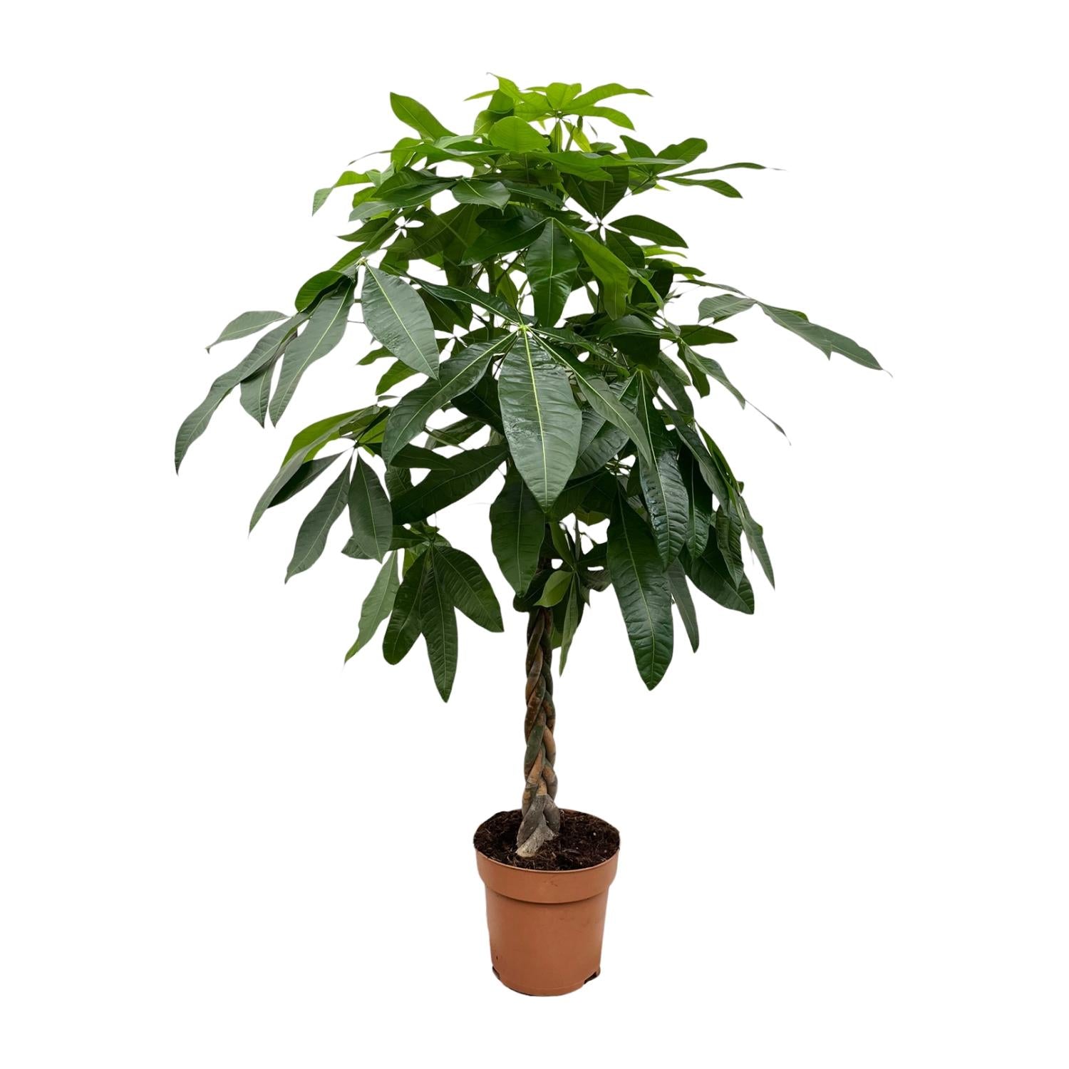 Pachira aquatica – Sehr groß