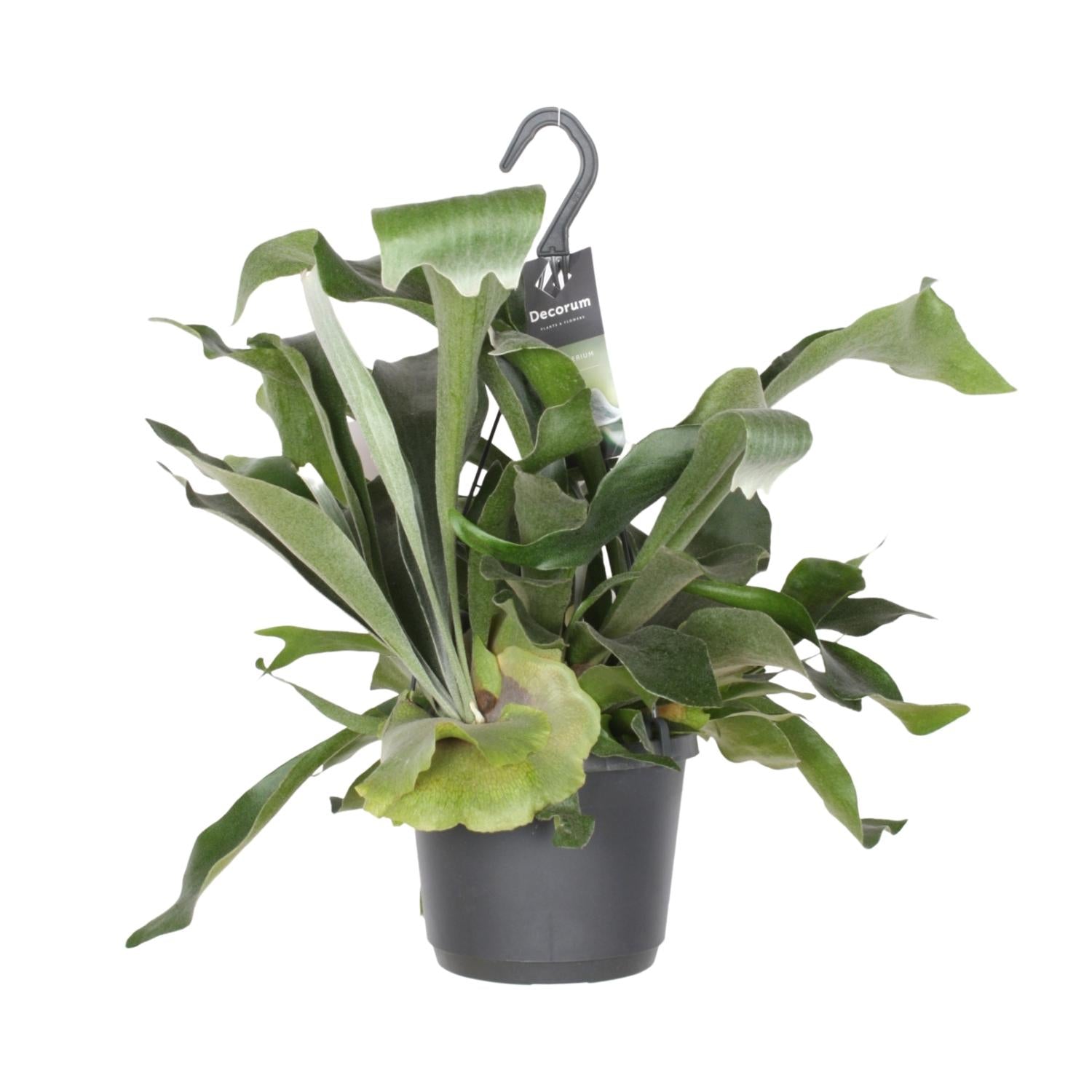 Platycerium Bifurcatum - Medium