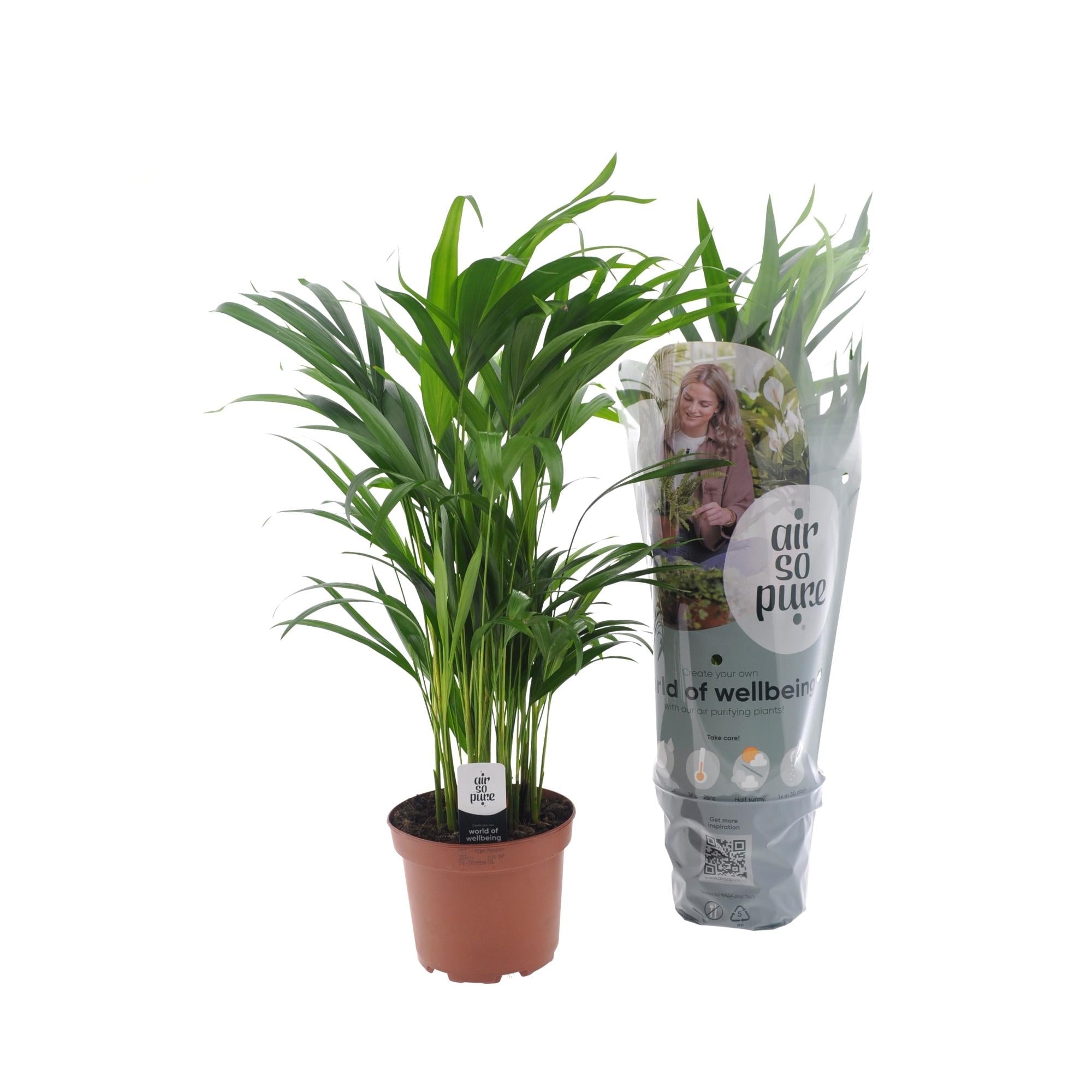 Dypsis Lutescens - Small