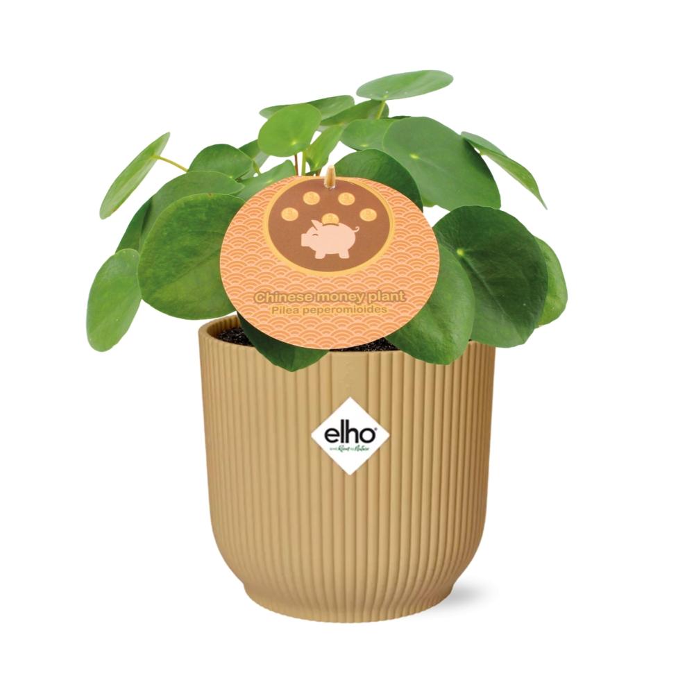 Pilea Peperomioides + Decorative Pot