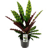 Calathea 'lancifolia Insignis' - Medium