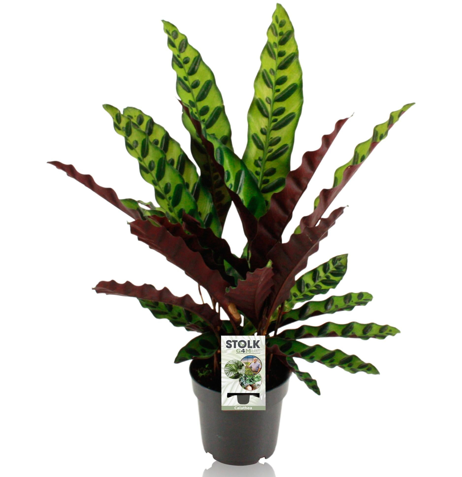Calathea 'lancifolia Insignis' - Medium