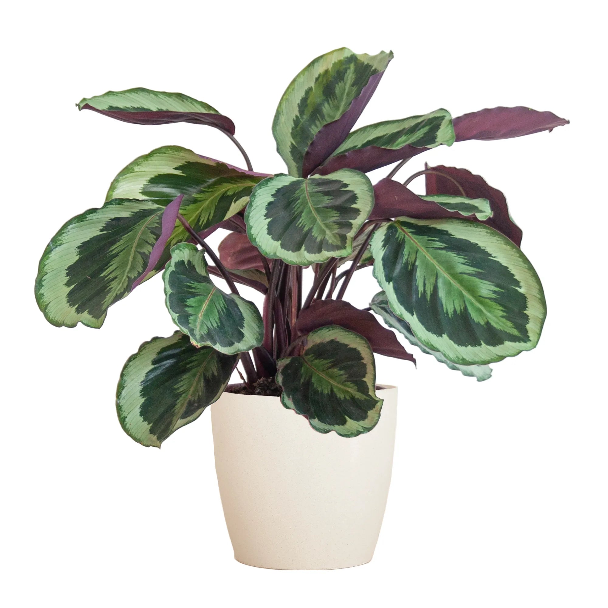 Calathea ‘Medallion’ + Decorative Pot