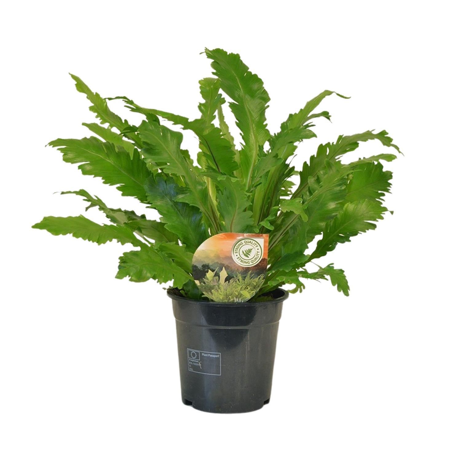 Asplenium Antiquum Campio - Large