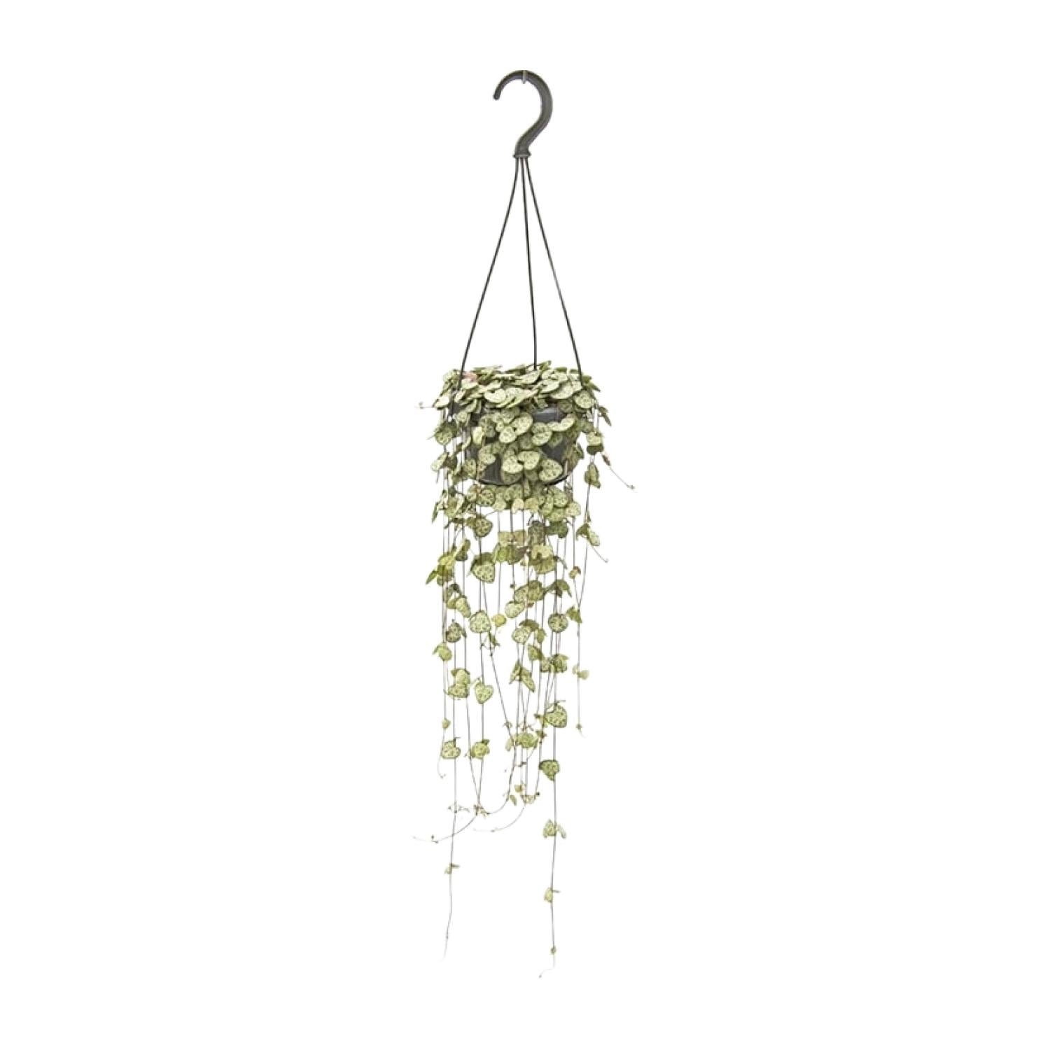 Ceropegia Woodii - Large
