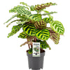 Calathea ‘Makoyana’ – Mittel