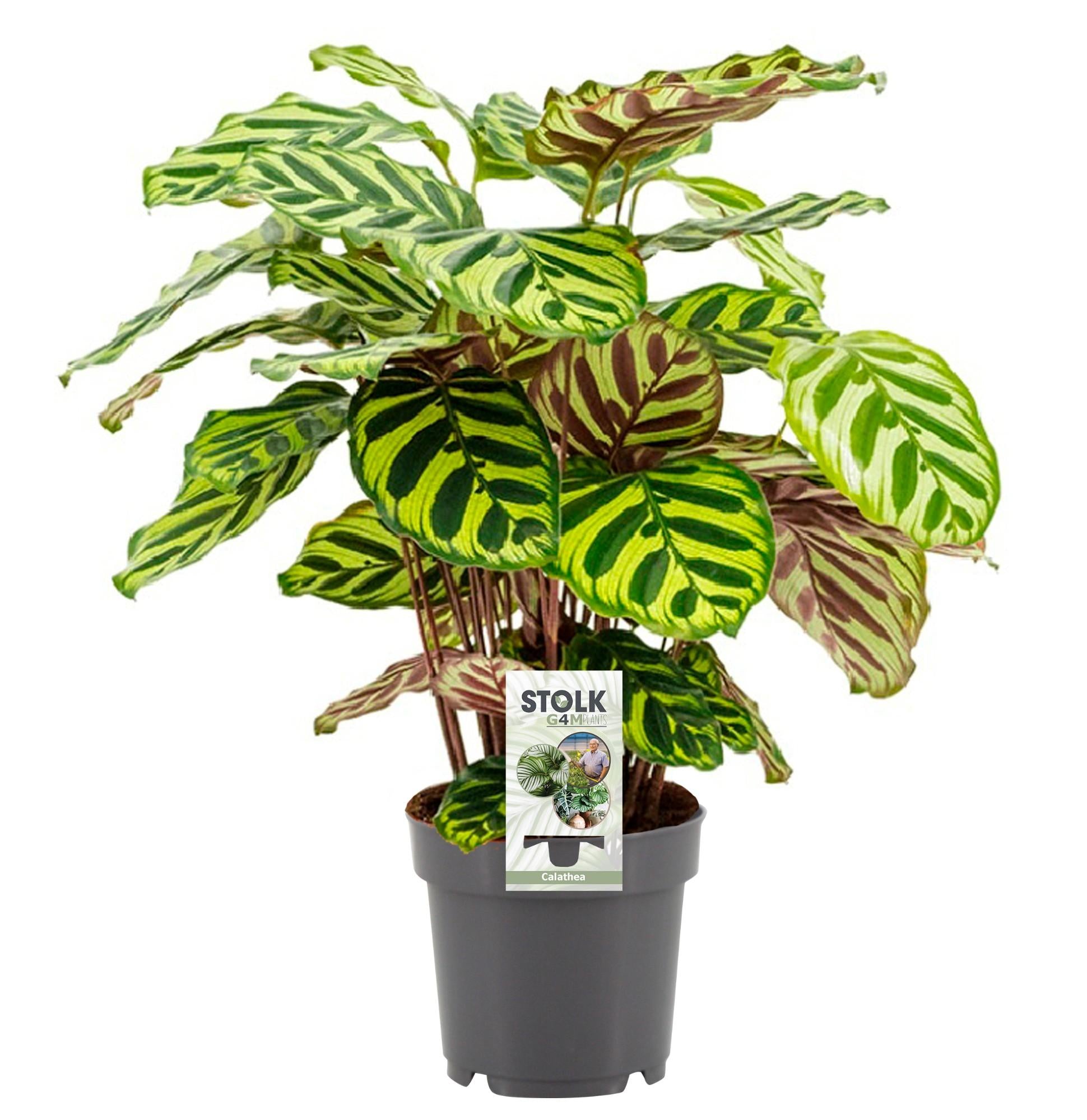 Calathea 'Makoyana' - Medium