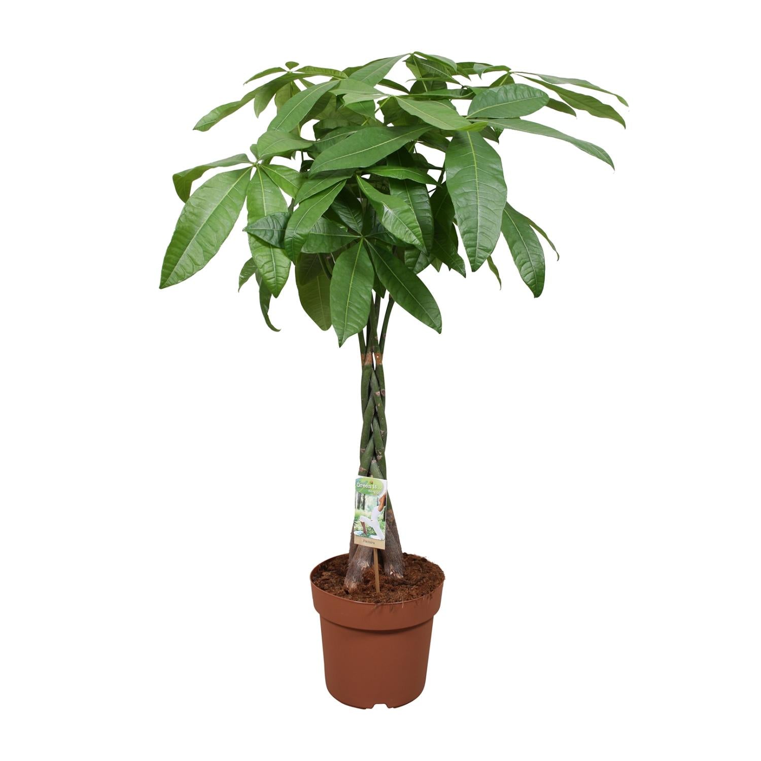 Pachira Aquatica - Large