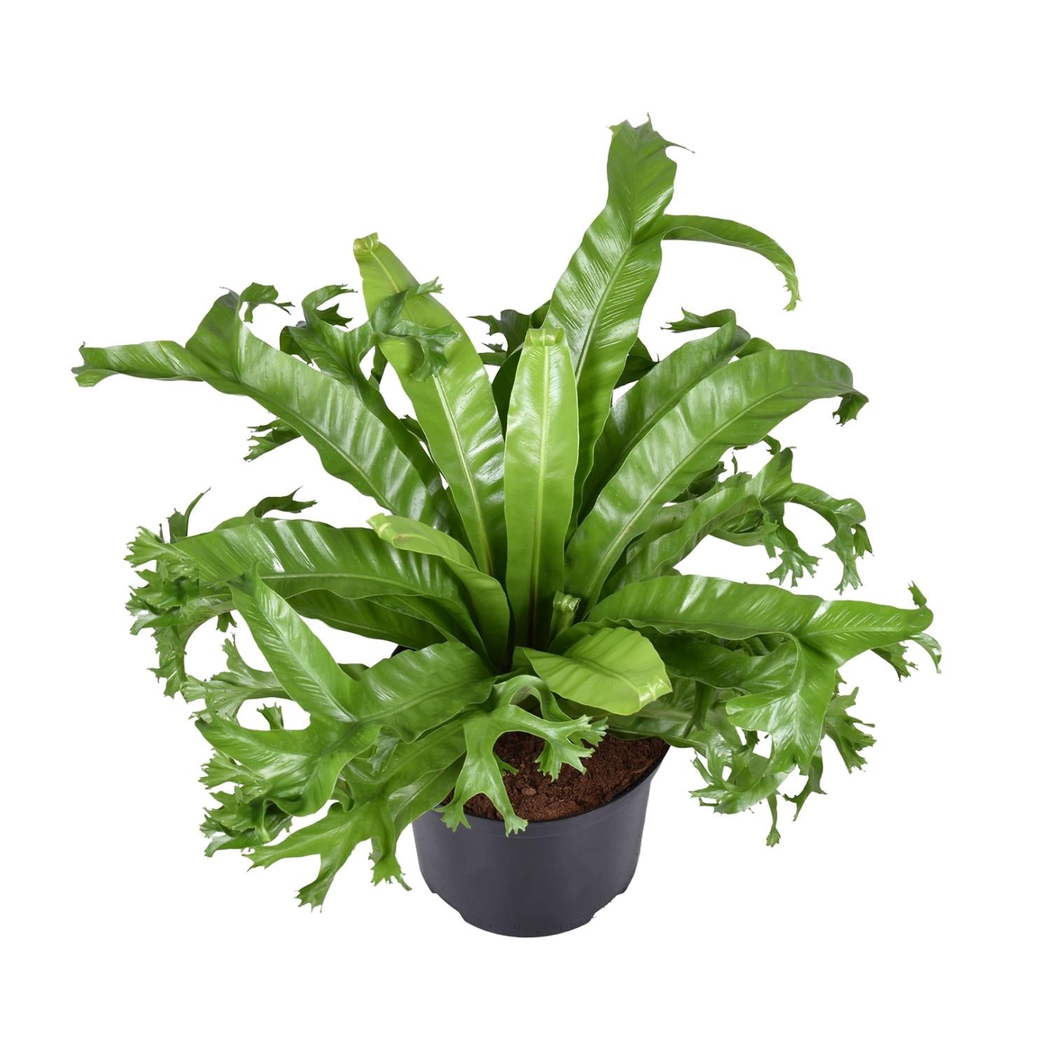Asplenium Nidus Crissie - Large