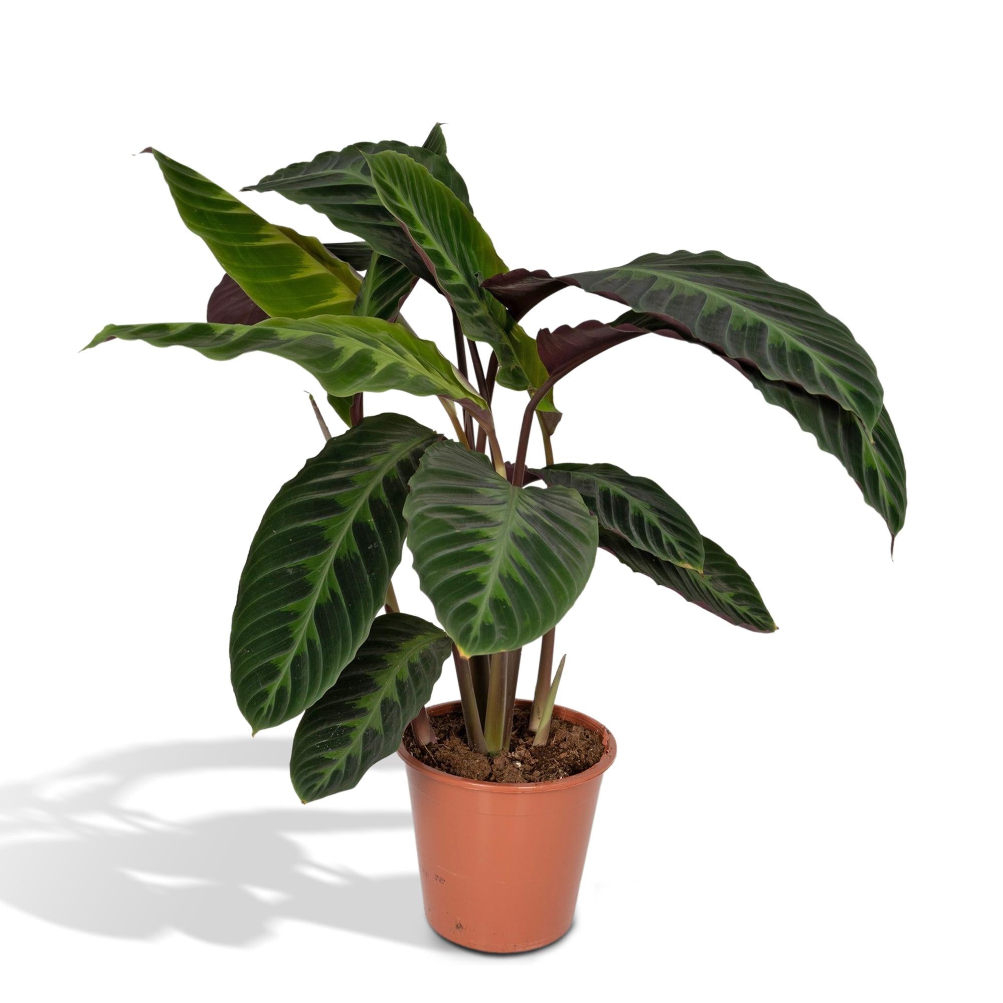 Calathea 'Warscewiczii' - Large