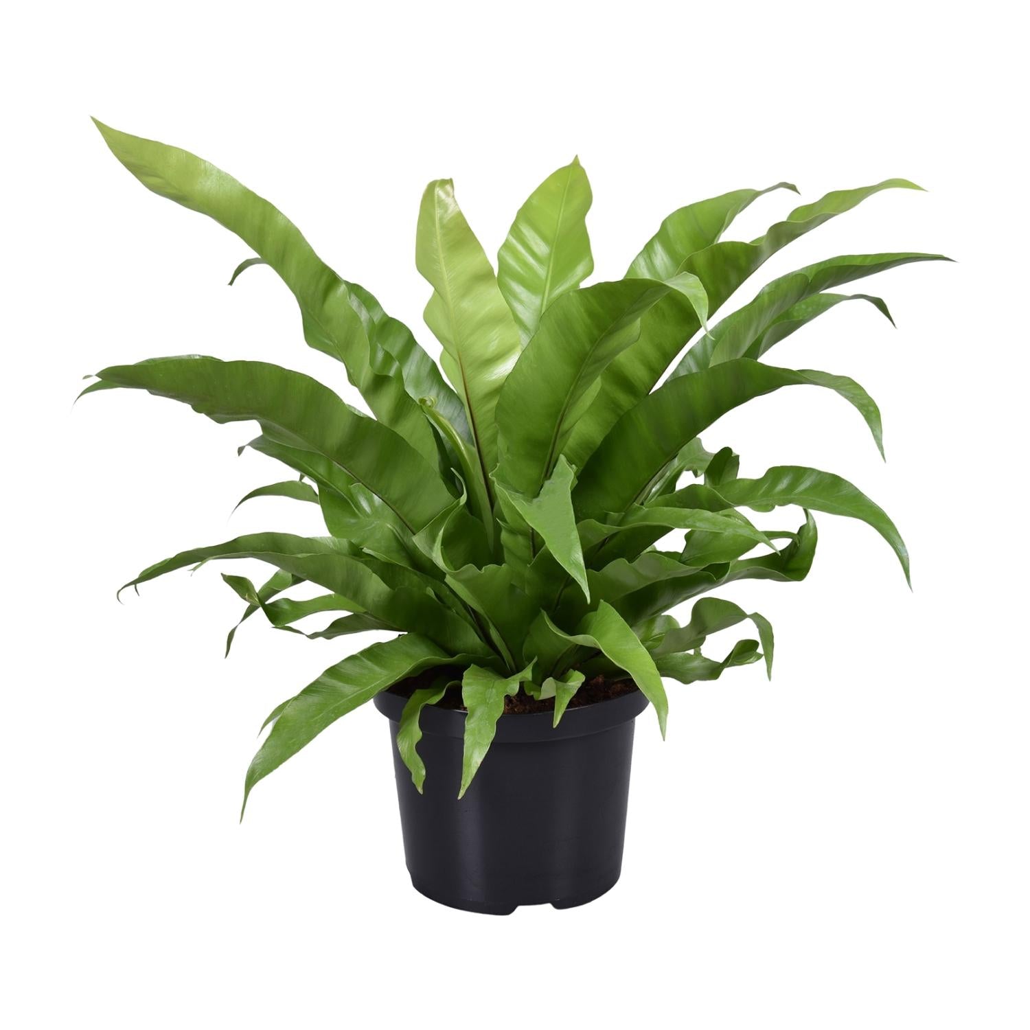 Asplenium Antiquum - Large