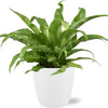 Asplenium Antiquum (M) + Decorative Pot