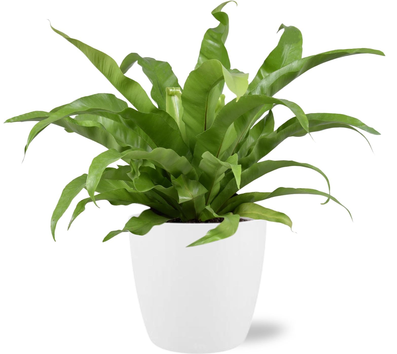 Asplenium Antiquum (M) + Decorative Pot