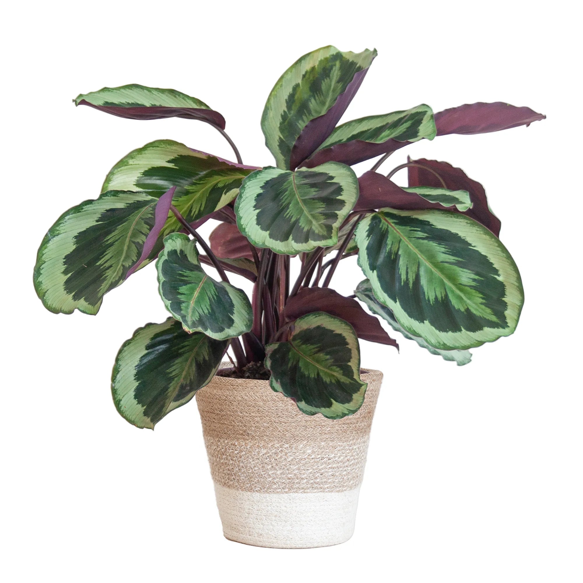 Calathea ‘Medallion’ + Decorative Pot