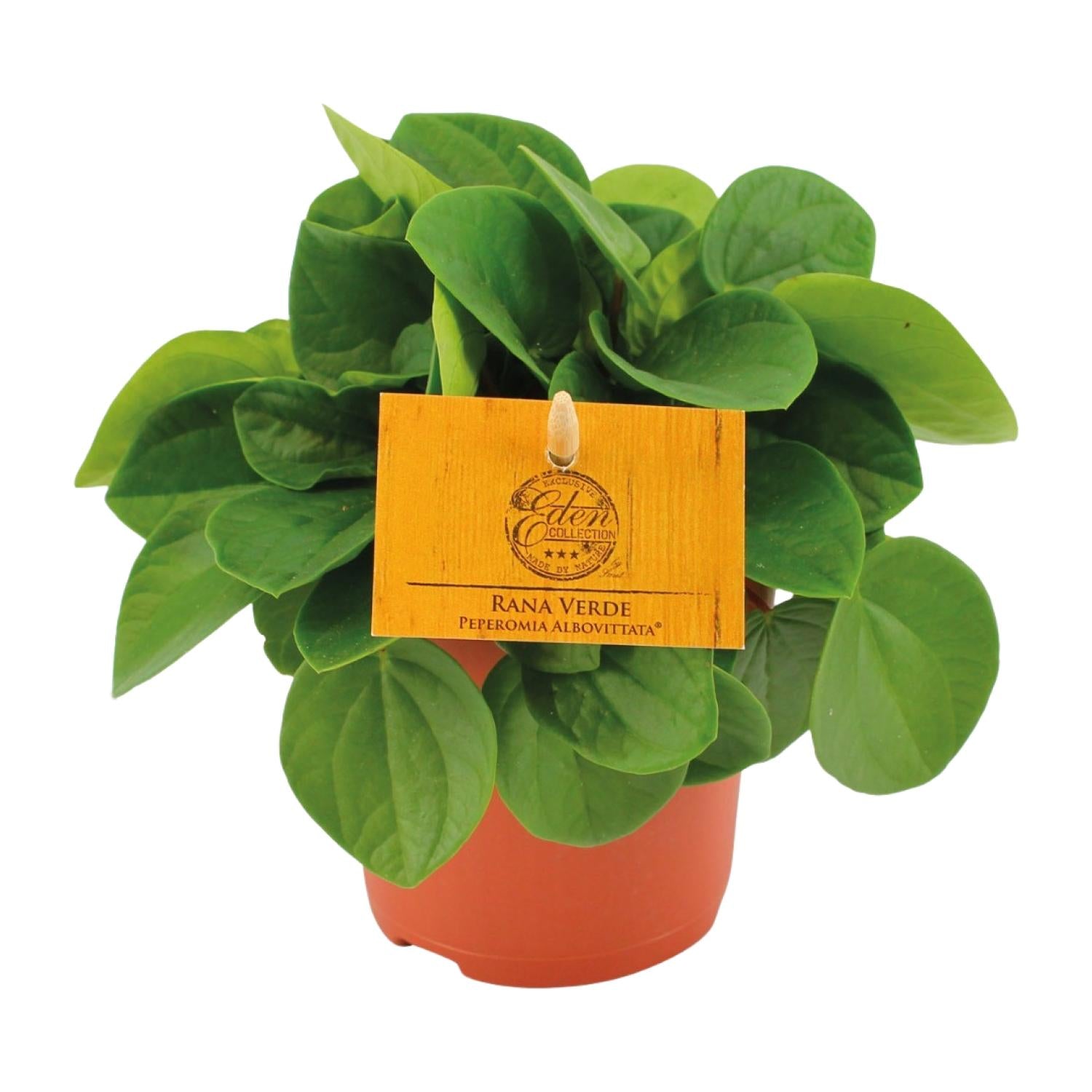 Peperomia 'Rana Verde'