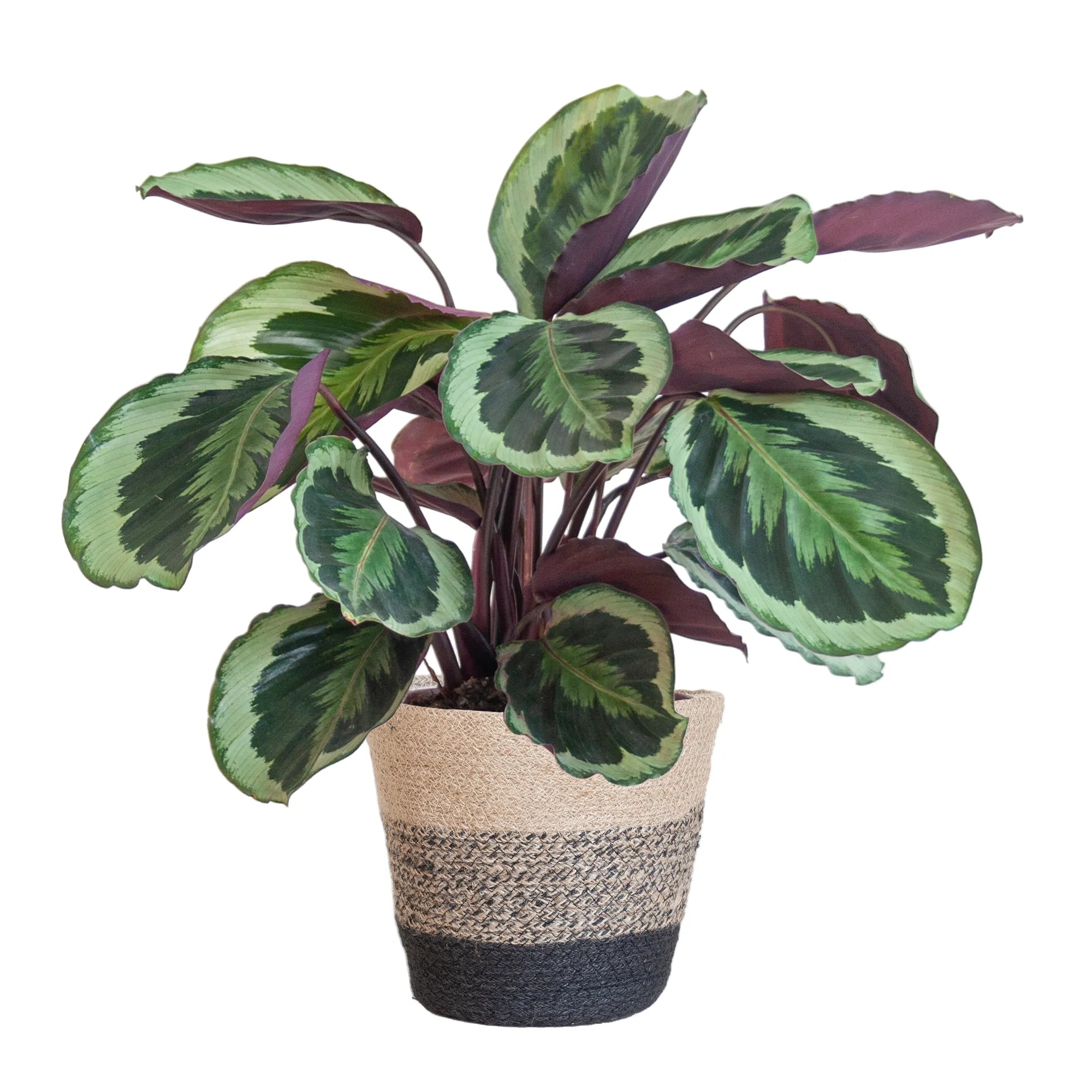 Calathea ‘Medallion’ + Decorative Pot