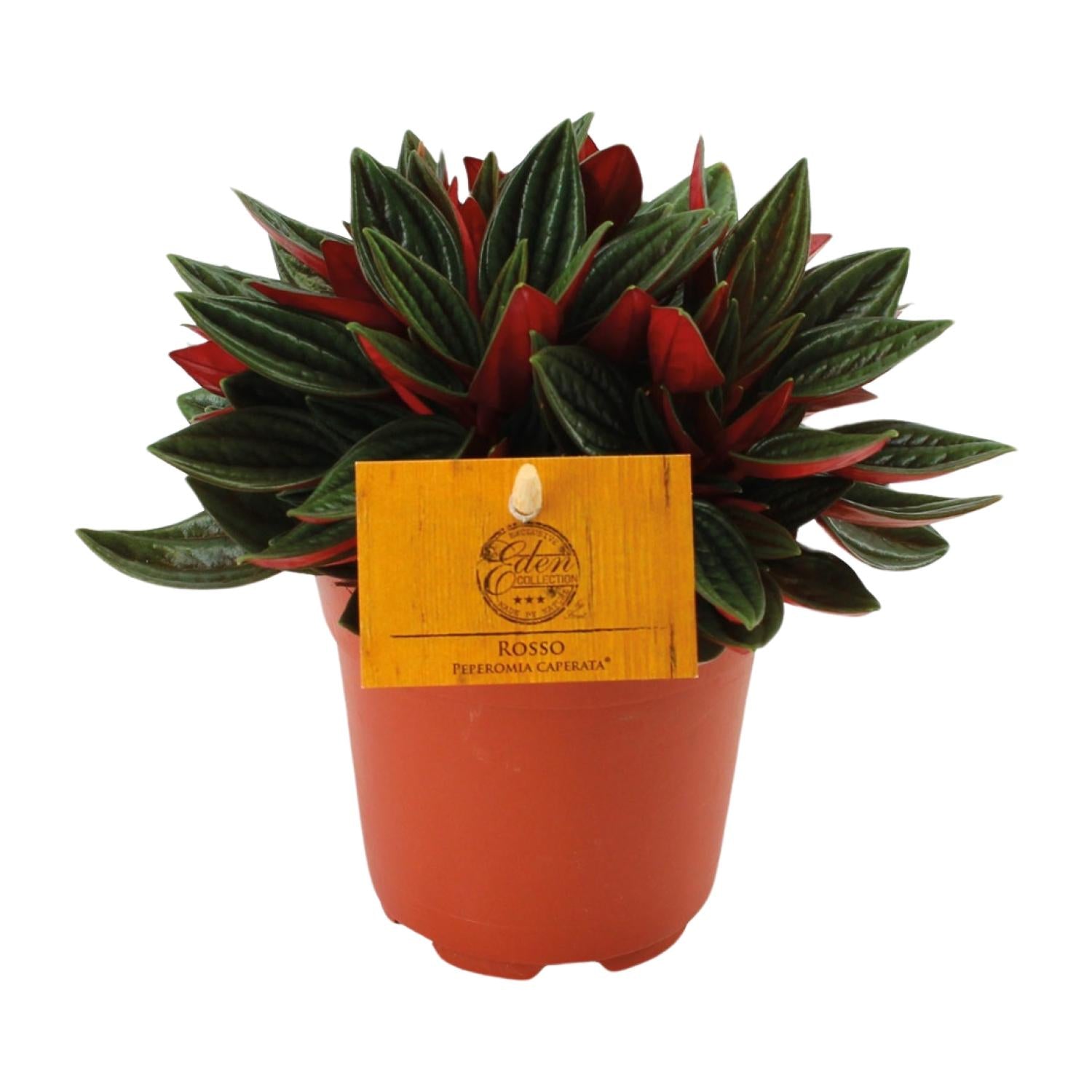 Peperomia 'Caperata Rosso'