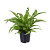 Asplenium Antiquum - Medium