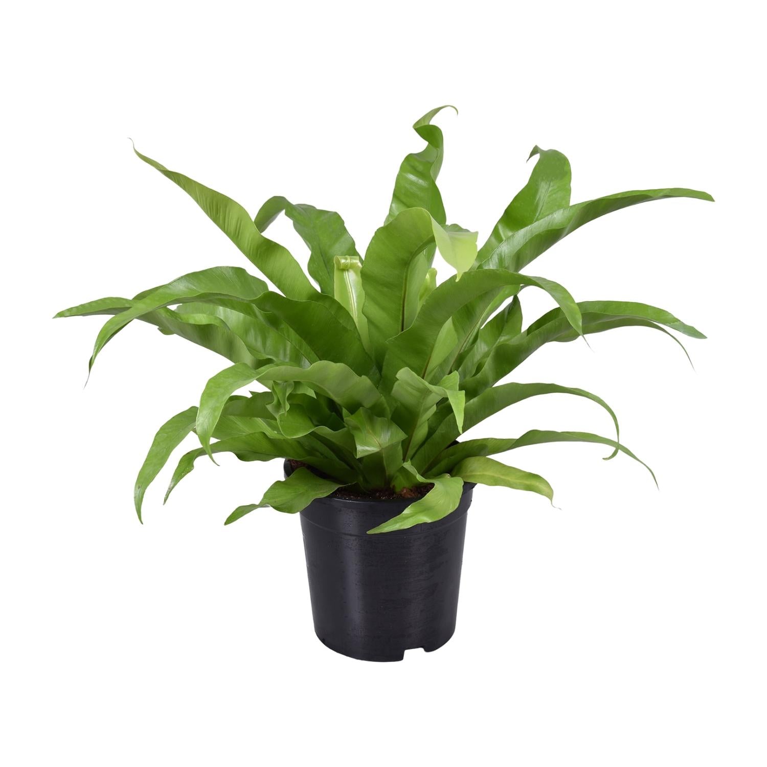 Asplenium Antiquum - Medium