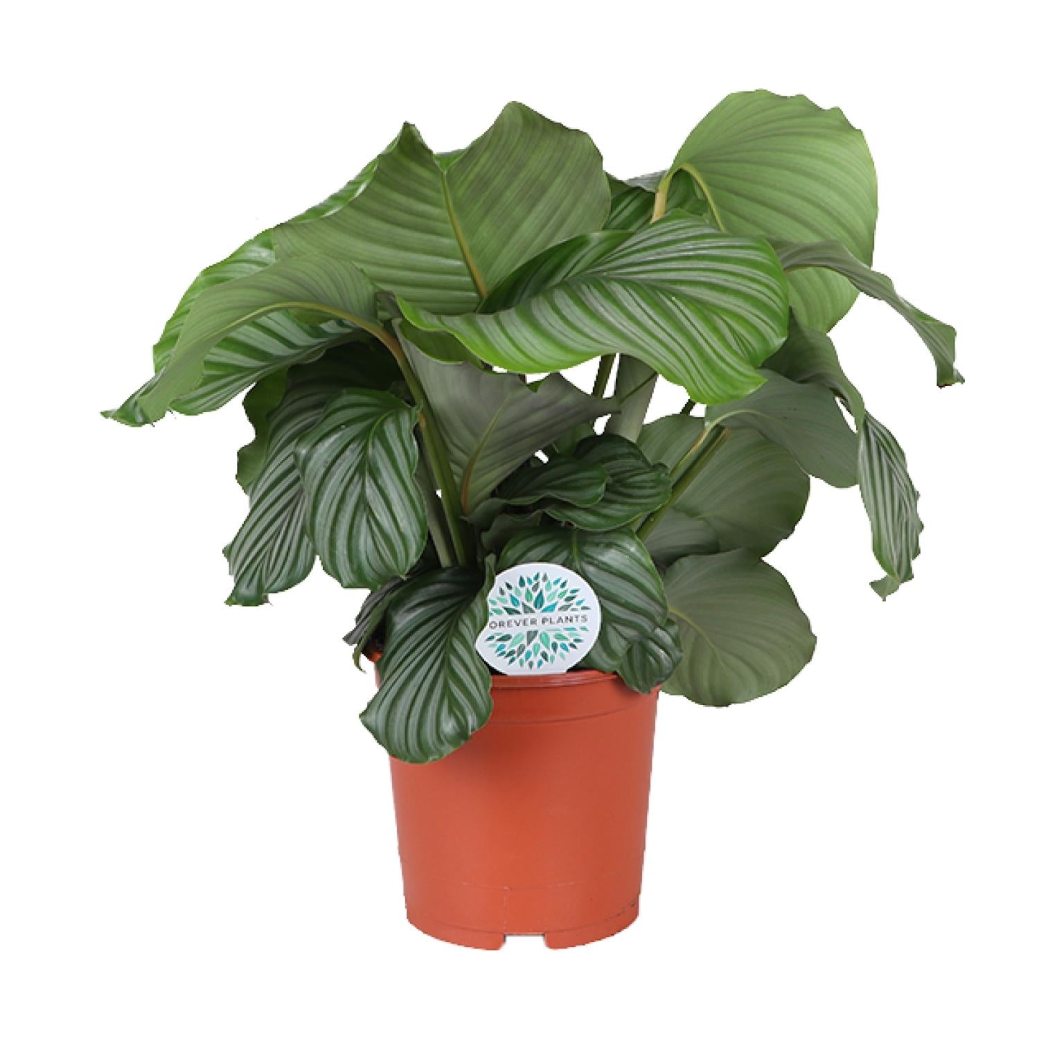 Calathea 'Orbifolia' - X-Large