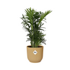 Chamaedorea Elegans + Decorative Pot