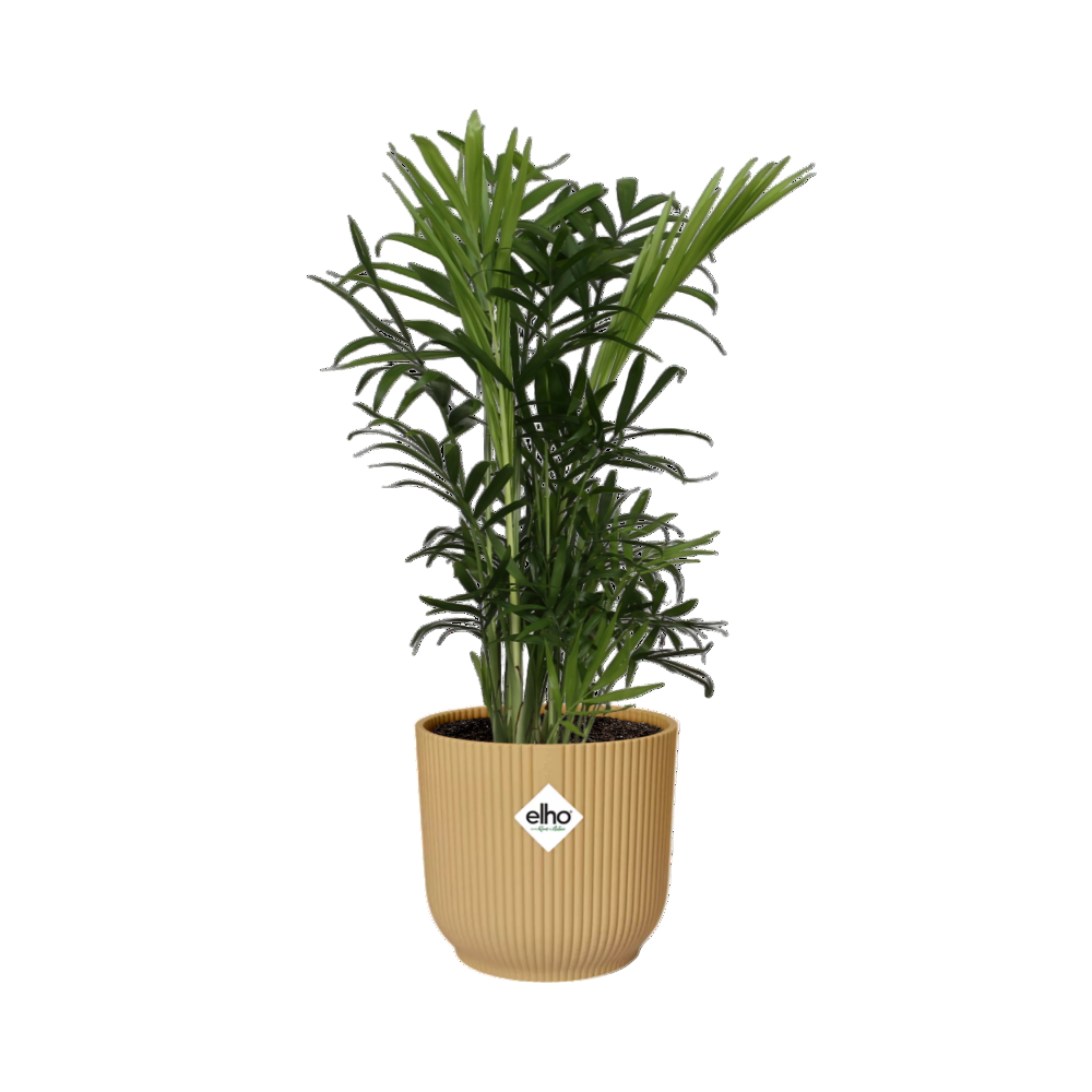 Chamaedorea Elegans + Decorative Pot