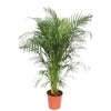 Dypsis lutescens – Extra Groß