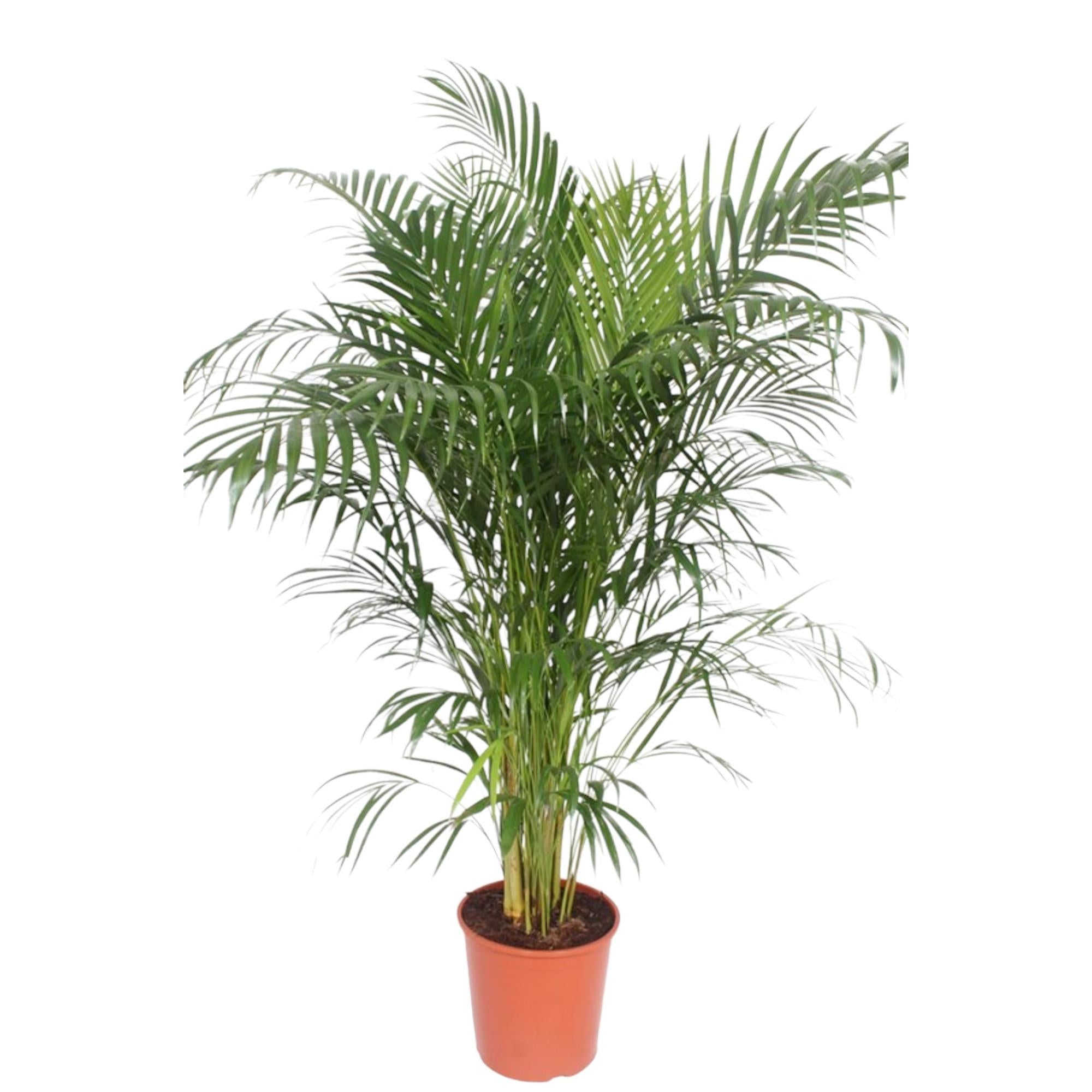 Dypsis Lutescens - X-Large