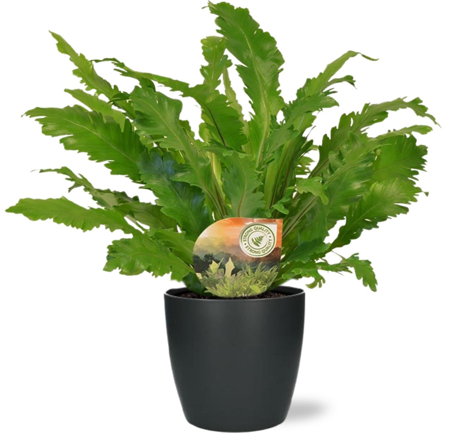 Asplenium Antiquum Campio (L) + Decorative Pot (Black)
