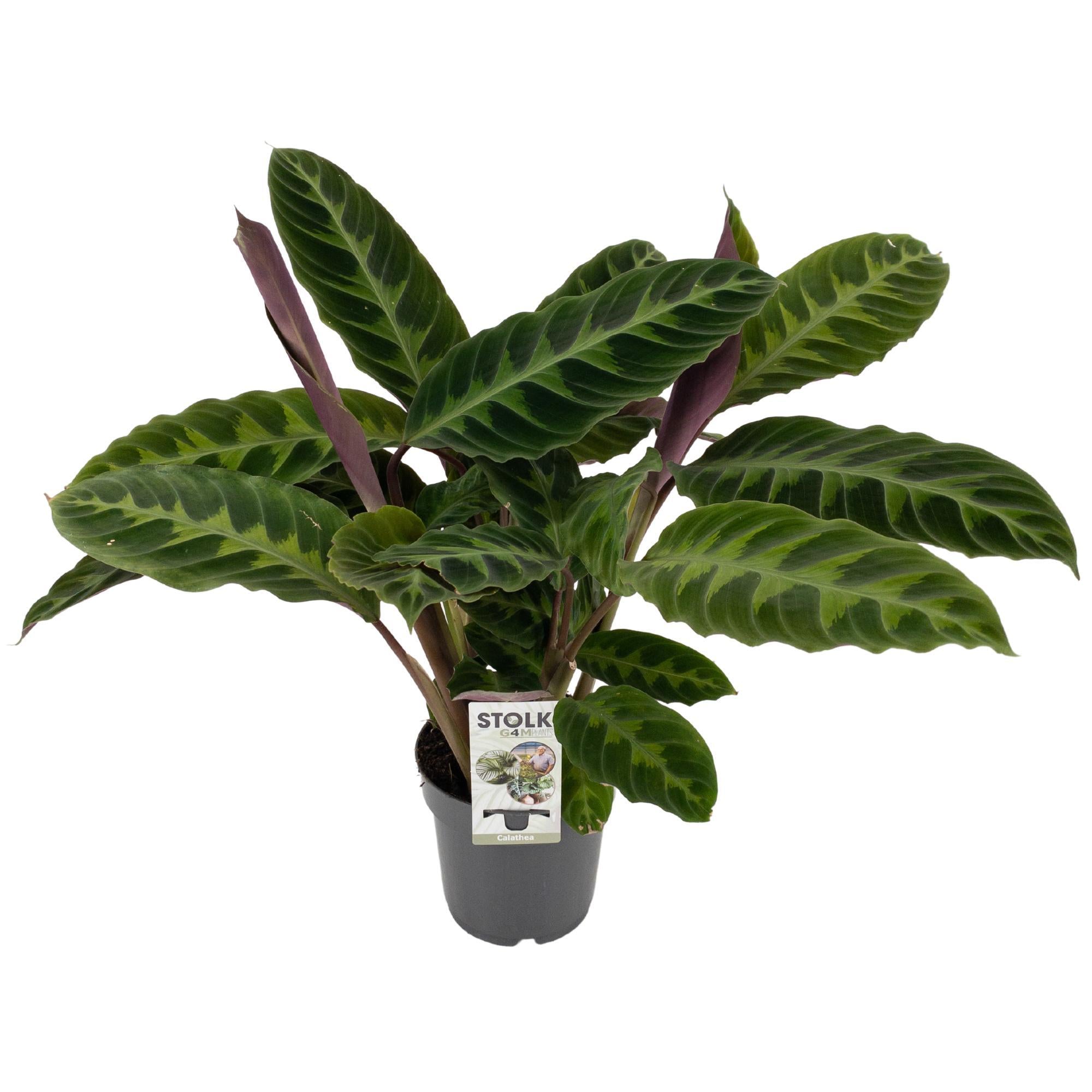 Calathea 'Warscewiczii' - Medium