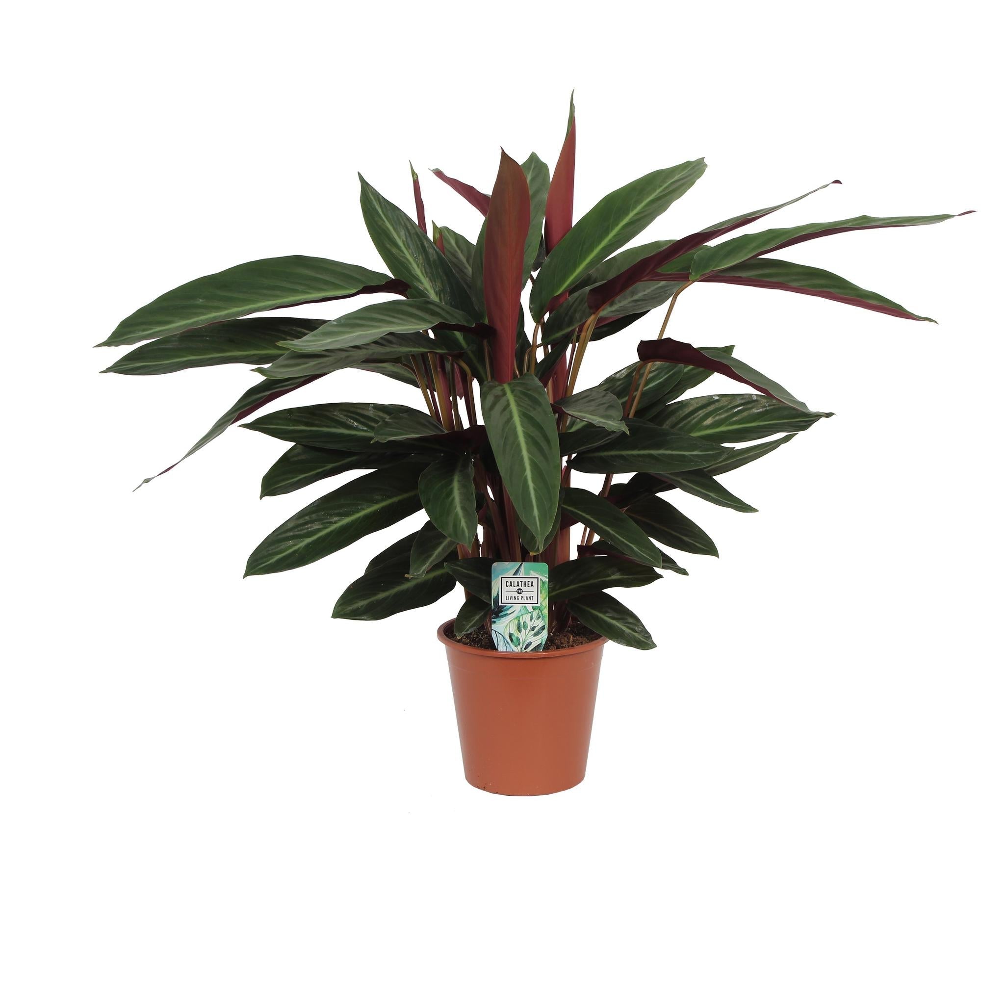Calathea 'Stripestar' - Large