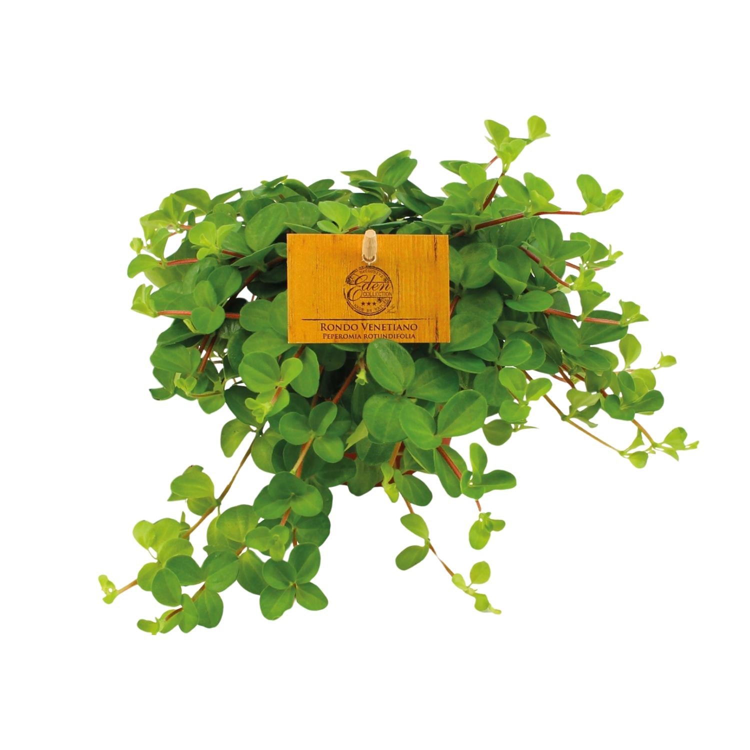 Peperomia Rotundifolia - Small