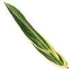 Stromanthe ‘Triostar’ – Extra Groß