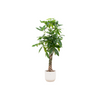 Pachira aquatica (XXL) + Dekotopf
