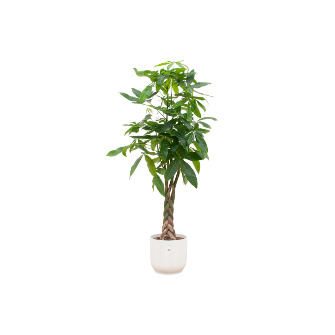 Pachira Aquatica (XXL) + Decorative Pot