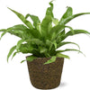 Asplenium Antiquum (M) + Decorative Pot