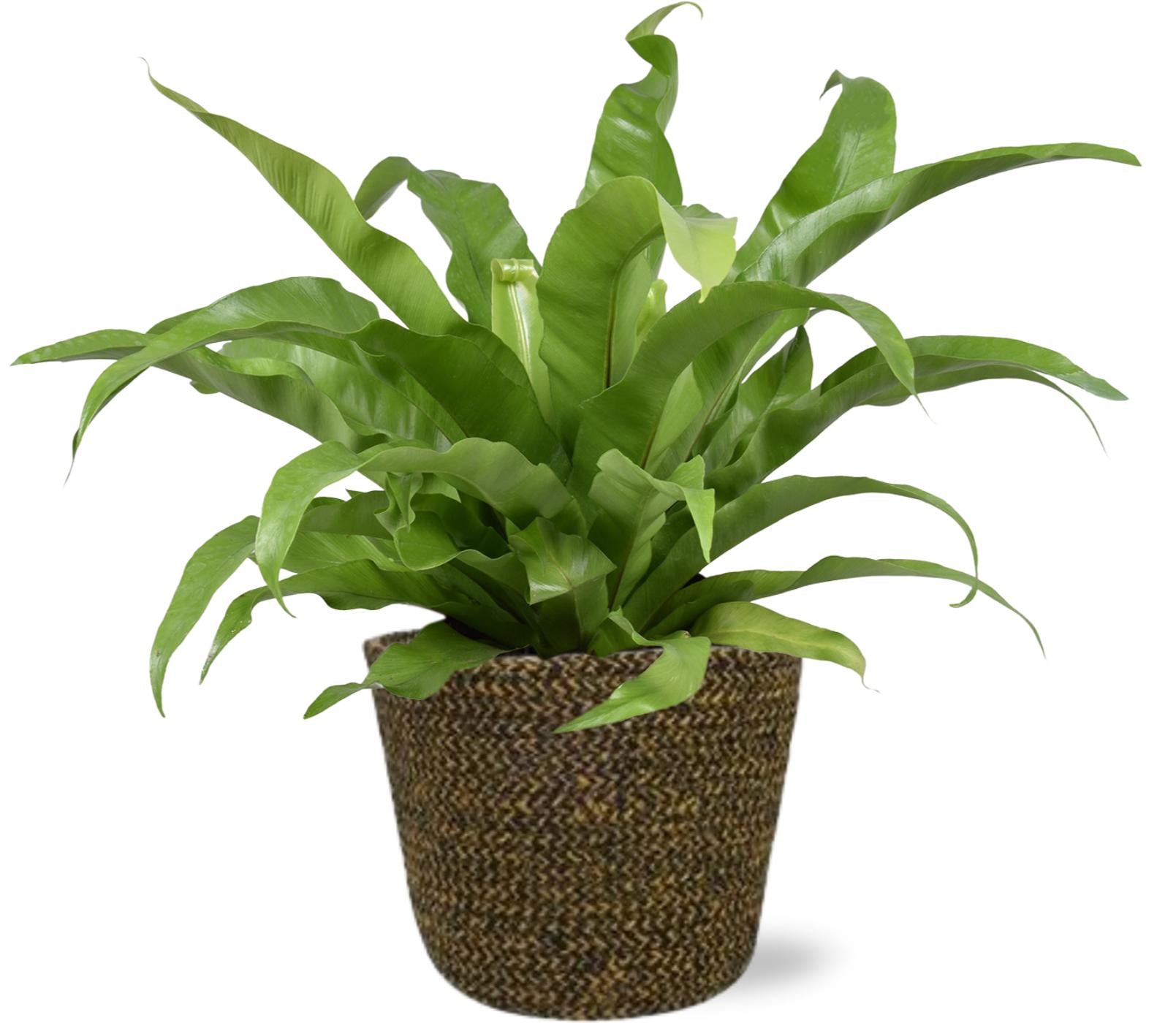 Asplenium Antiquum (M) + Decorative Pot