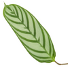 Calathea 'Compactstar'