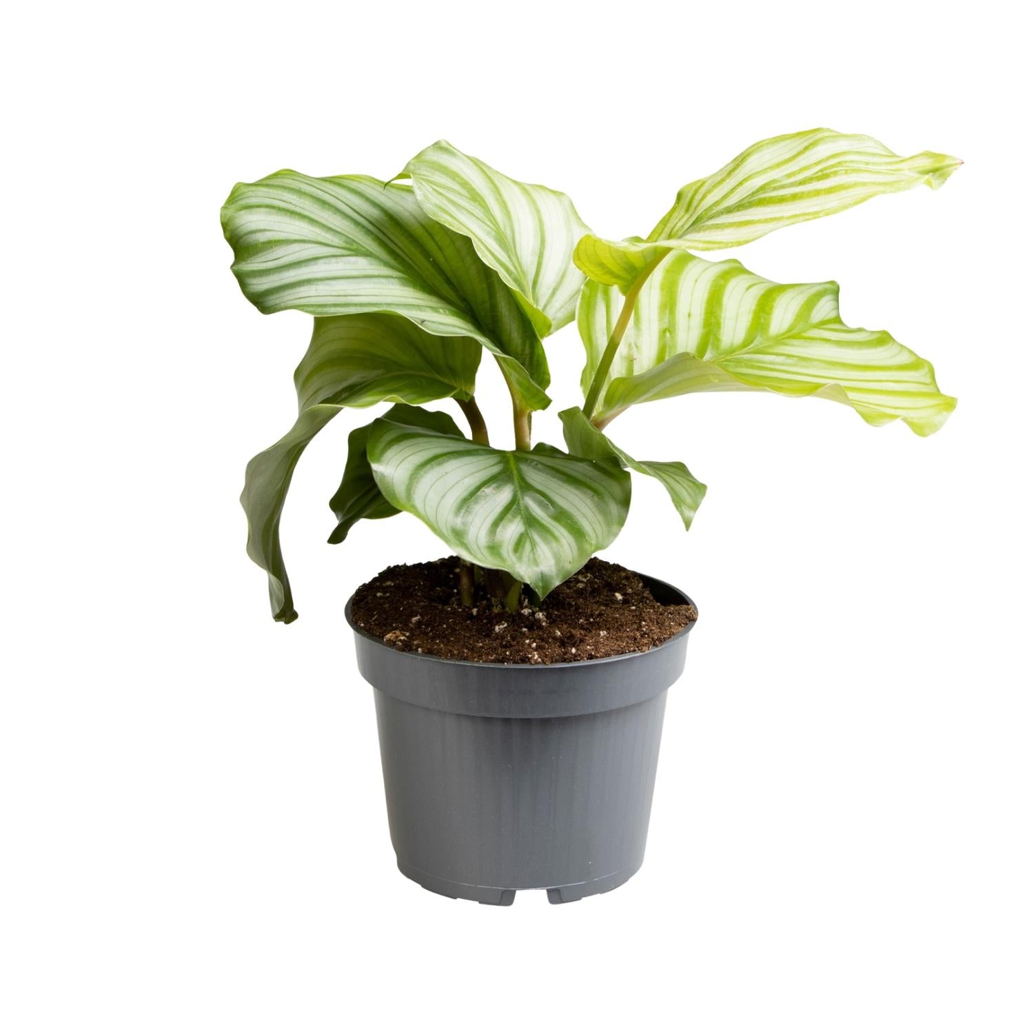 Calathea 'Orbifolia' - Small
