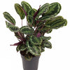Calathea ‘Medallion’ – Extra Groß