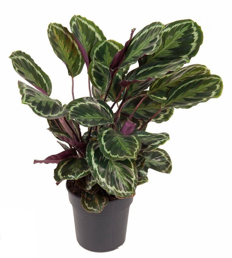 Calathea ‘Medallion’ - X-Large