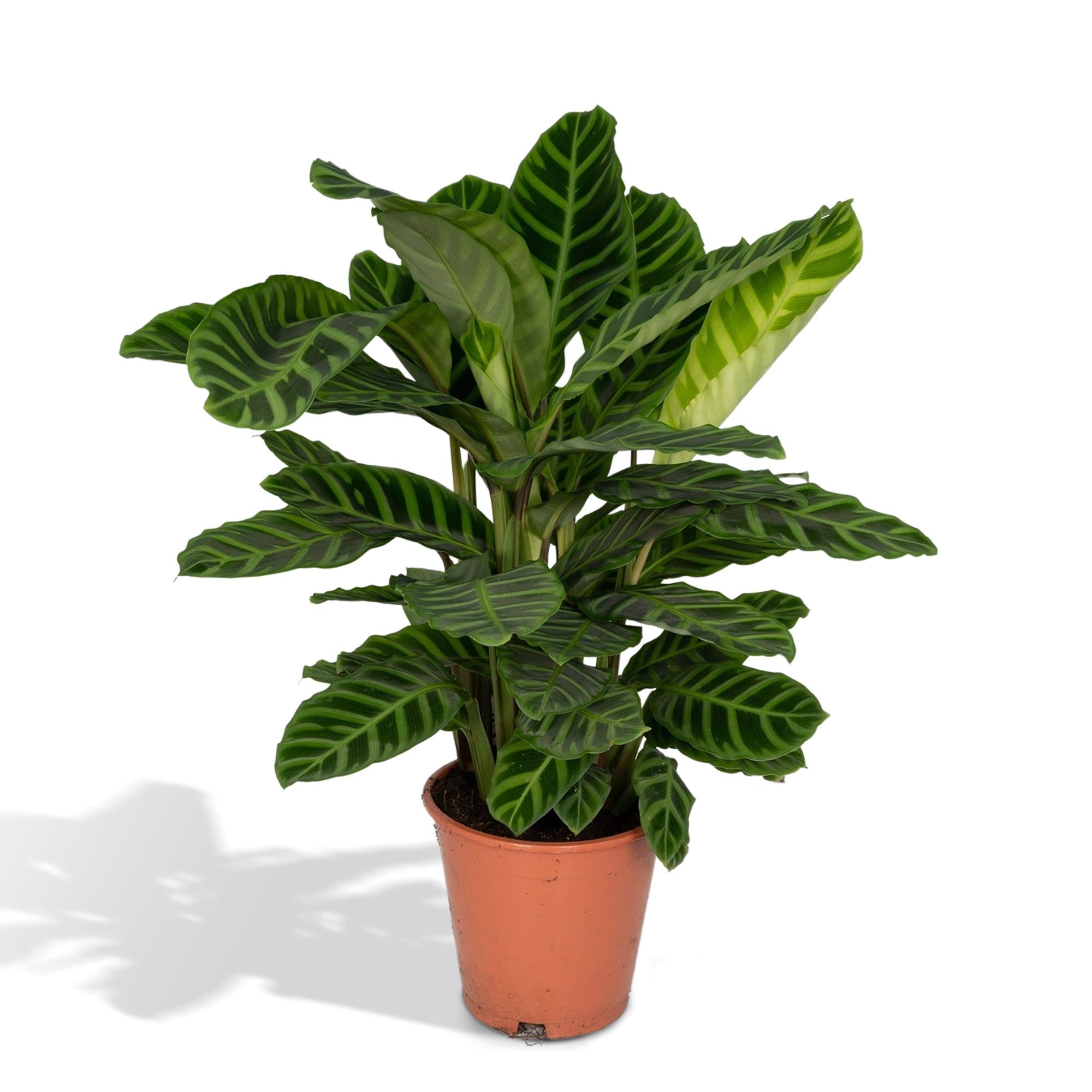 Calathea 'Zebrina'