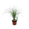 Beaucarnea Recurvata - Small