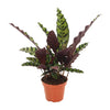 Calathea 'lancifolia Insignis' - Large