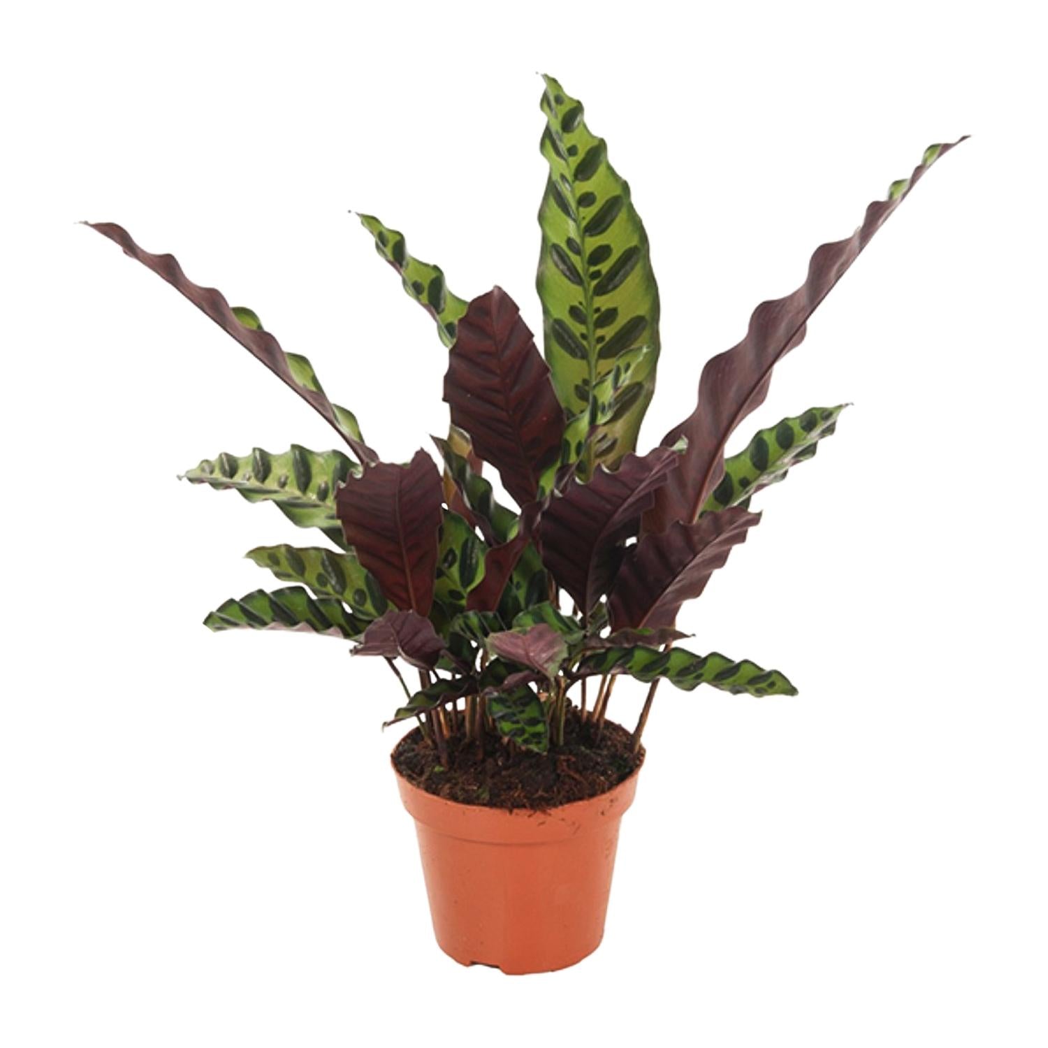 Calathea 'lancifolia Insignis' - Large